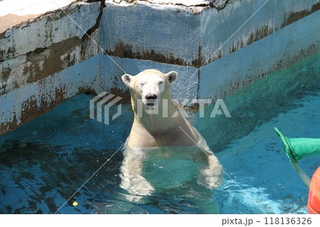 大阪天王寺動物園の夏 118136326