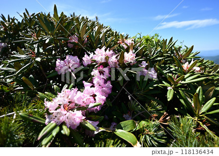 平標山、仙ノ倉山登山、群馬県 平標山、仙ノ倉山登山、群馬県 118136434