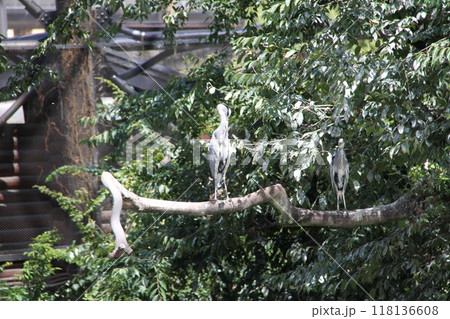 大阪天王寺動物園の夏 大阪天王寺動物園の夏 118136608