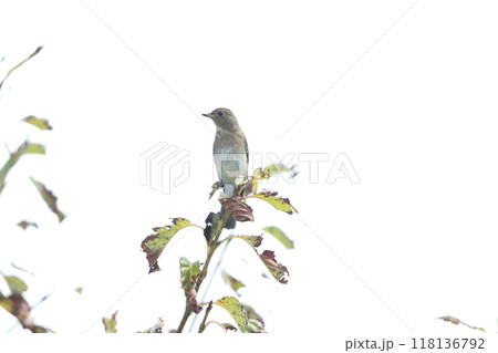 コサメビタキ 118136792