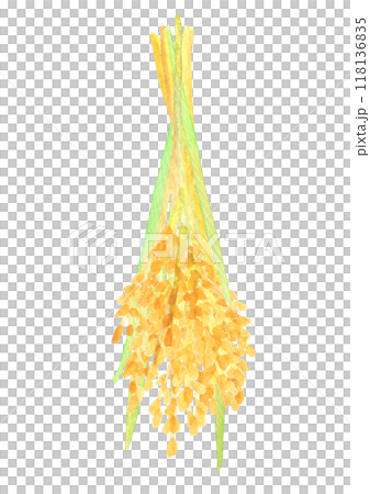 Watercolor illustration of rice ears 2 118136835