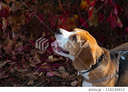 Beagle puppy looking up. Pet portrait indoors. 118136912