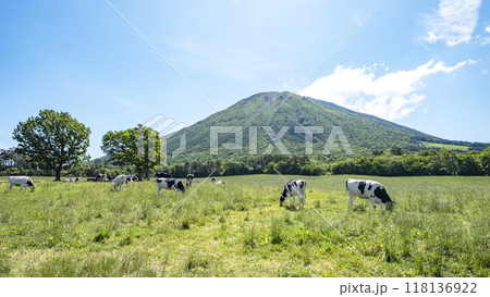 大山で放牧中の牛たち 大山まきばみるくの里付近 大山で放牧中の牛たち 大山まきばみるくの里付近 118136922