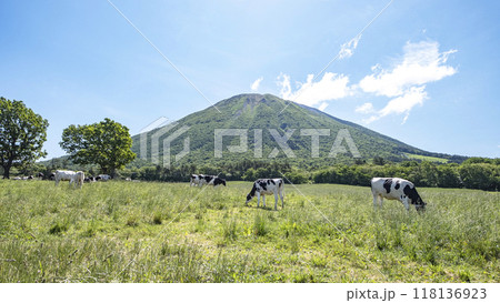 大山で放牧中の牛たち 大山まきばみるくの里付近 大山で放牧中の牛たち 大山まきばみるくの里付近 118136923