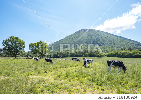 大山で放牧中の牛たち　大山まきばみるくの里付近 118136924