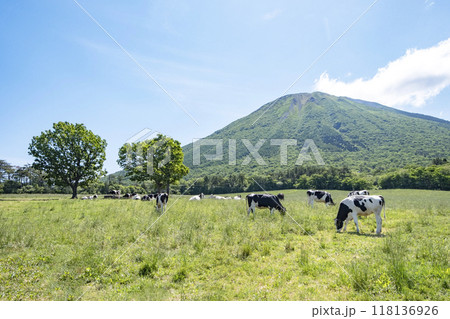 大山で放牧中の牛たち 大山まきばみるくの里付近 大山で放牧中の牛たち 大山まきばみるくの里付近 118136926