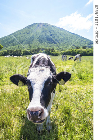 大山で放牧中の牛たち 大山まきばみるくの里付近 大山で放牧中の牛たち 大山まきばみるくの里付近 118136929