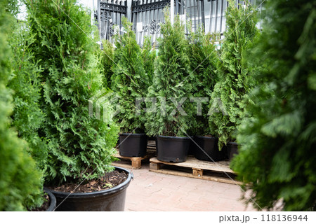 Potted evergreen trees in a garden center. 118136944