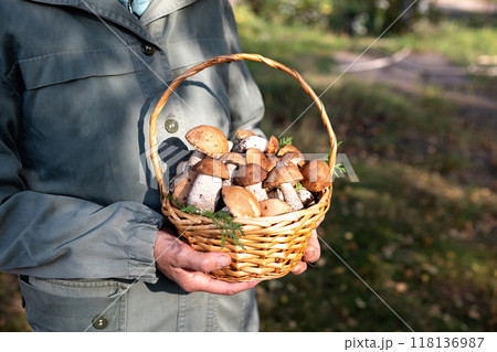 Basket with edible white mushrooms. Boletus edulis. Collect porcini in forest Basket with edible white mushrooms. Boletus edulis. Collect porcini in forest 118136987
