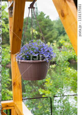 Colorful petunias in hanging pots 118137081