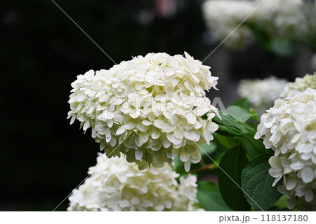 White hydrangeas growing on a bush White hydrangeas growing on a bush 118137180