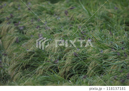 スズメの採餌 118137181