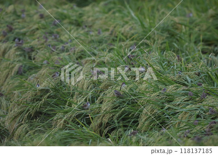 スズメの採餌 スズメの採餌 118137185