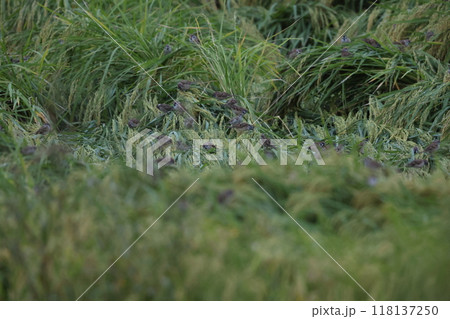 スズメの採餌 118137250