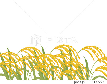 稲穂の背景_ベクターイラスト 118137273