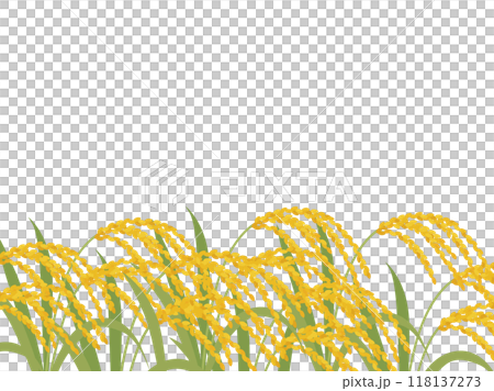 稲穂の背景_ベクターイラスト 118137273