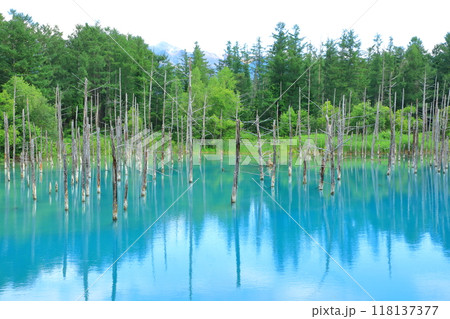 美瑛町　青い池 118137377