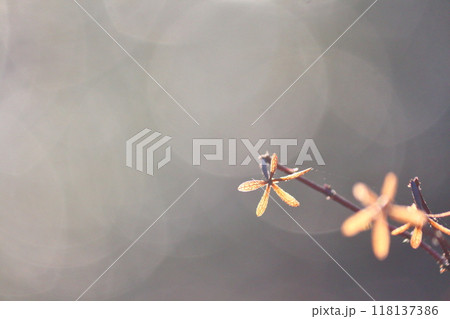 冬の装い、冬の色、冬の造形。 118137386