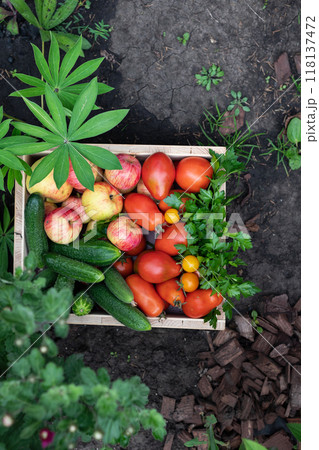Harvesting red tomatoes in the garden 118137472
