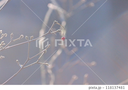 冬の装い、冬の色、冬の造形。 冬の装い、冬の色、冬の造形。 118137481