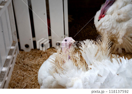 turkey farm. turkey close-up. turkey rearing concept 118137592