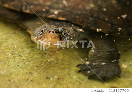 Mary River Turtle Mary River Turtle 118137709
