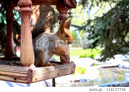 a girl with a hand feeds a squirrel nuts in the park 118137736