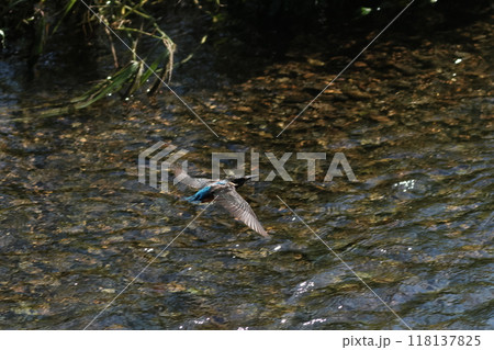 カワセミ飛ぶ 118137825