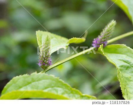 小さな淡紫色の花をつけるトラノオスズカケ 118137826