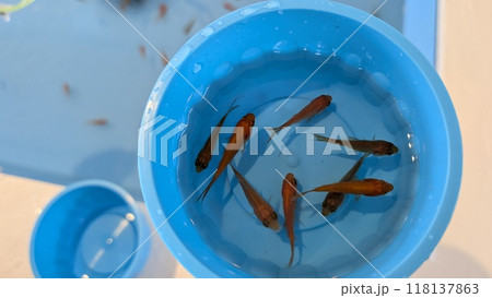 金魚すくい 金魚すくい 118137863
