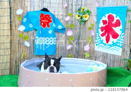 祭り半纏と氷の看板の前でプールに入って涼むボストンテリアのマイティ君♡ 祭り半纏と氷の看板の前でプールに入って涼むボストンテリアのマイティ君♡ 118137864