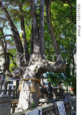 満足稲荷神社 御神木 もちの木 (京都市左京区) 満足稲荷神社 御神木 もちの木 (京都市左京区) 118137916