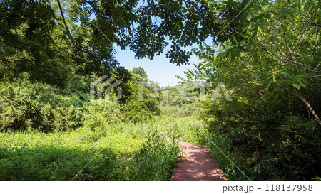 青空に映える新緑 118137958