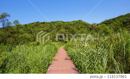 青空に映える新緑 118137961