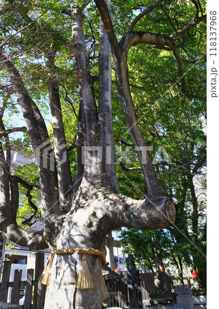 満足稲荷神社 御神木 もちの木 (京都市左京区) 満足稲荷神社 御神木 もちの木 (京都市左京区) 118137968
