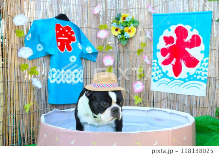 麦わら帽子を被ってプールの中で涼むボストンテリアのマイティ君♡ 118138025