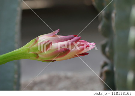 ヤマカルチュウ・多肉植物の花の蕾 118138165