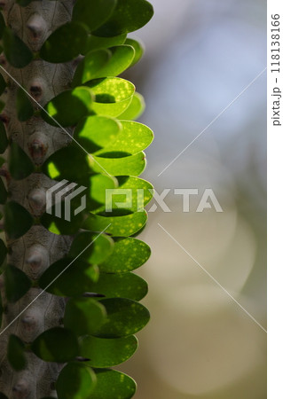 アリュウボクの葉 アリュウボクの葉 118138166