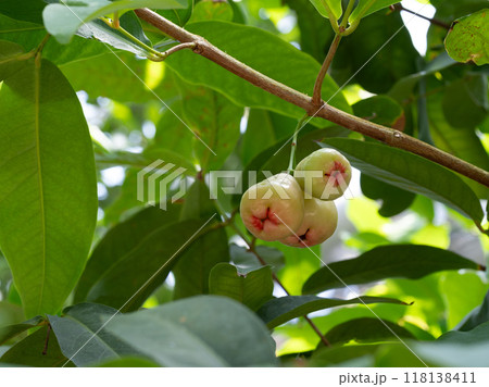 ジャワフトモモの果実レンブ 118138411