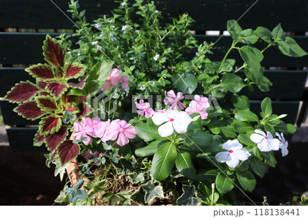 白とピンクのニチニチソウの寄せ植え 118138441