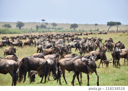 ヌーの大移動 ヌーの大移動 118138528