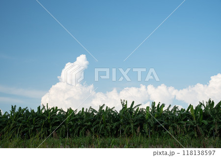 快晴の空の積乱雲とバナナの木 118138597