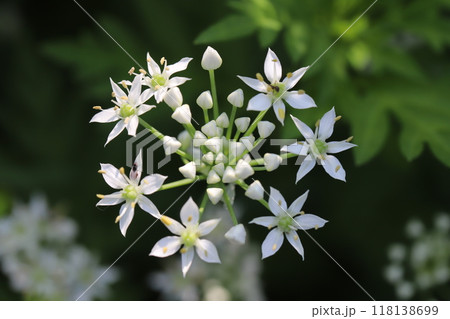 夏の野原に咲く白い小さなハナニラの花 118138699