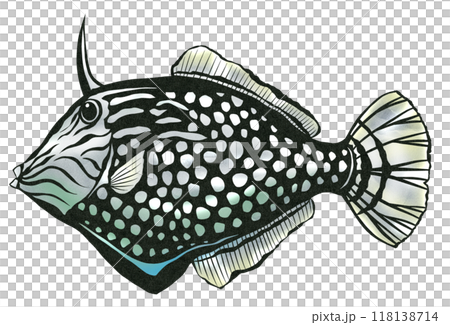 鹹水魚、蜥蜴魚的可愛剪圖 118138714