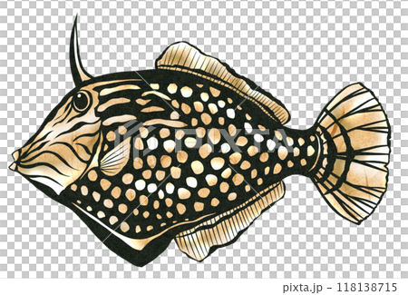 圓眼紅魚的剪圖 118138715