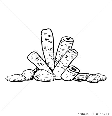 Tube sponge coral with sea rocks vector illustration in black and white. Red sea underwater marine animal on seabed simple ink sketch for tropical ocean nature designs Tube sponge coral with sea rocks vector illustration in black and white. Red sea underwater marine animal on seabed simple ink sketch for tropical ocean nature designs 118138774