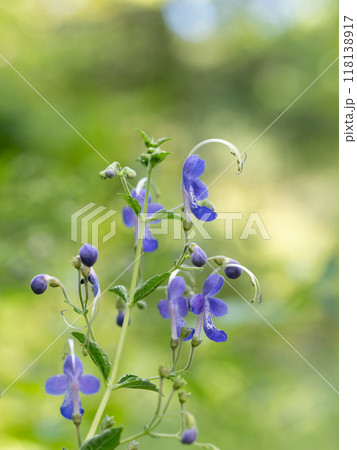 初秋の日本のカリガネソウ 118138917