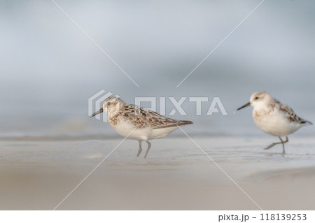 Sanderling (Calidris alba) feeding on a beach. 118139253
