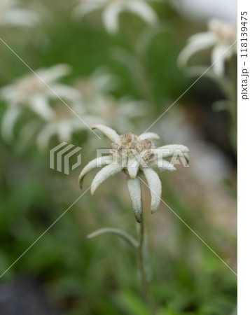 うっすらと白い綿毛をかぶるウスユキソウ 118139475