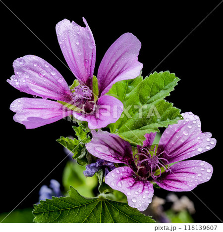 Blooming pink malva sylvestris on a black background 118139607